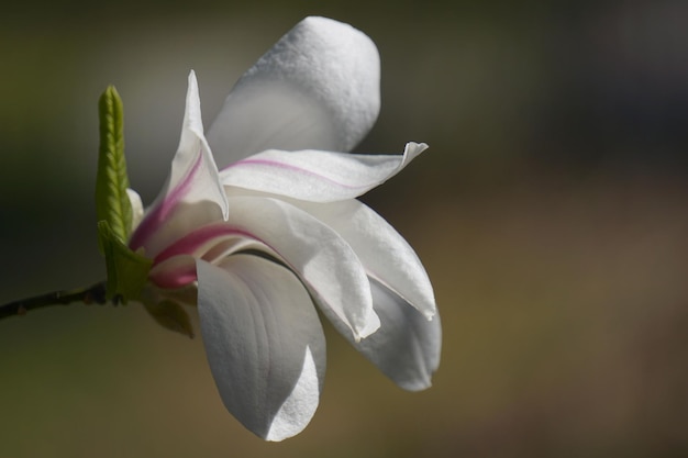 Fondo sfocato del singolo fiore bianco della magnolia