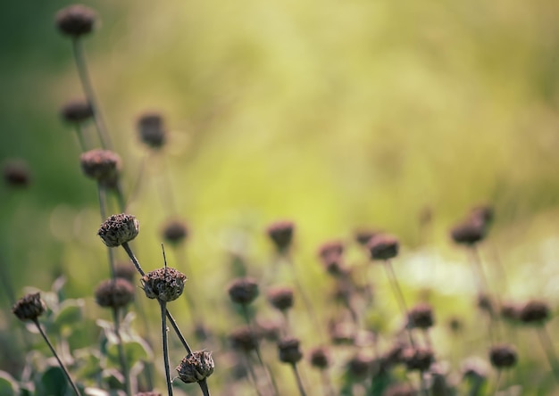 Fondo soleggiato astratto naturale