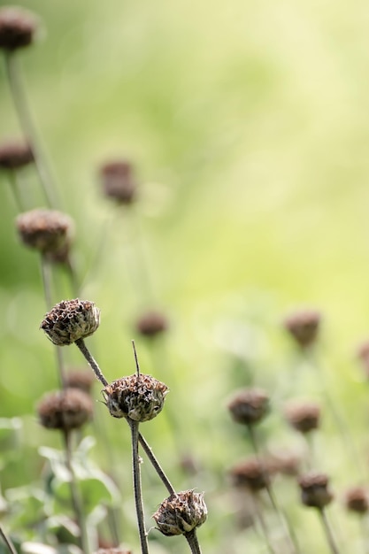 Fondo soleggiato astratto naturale