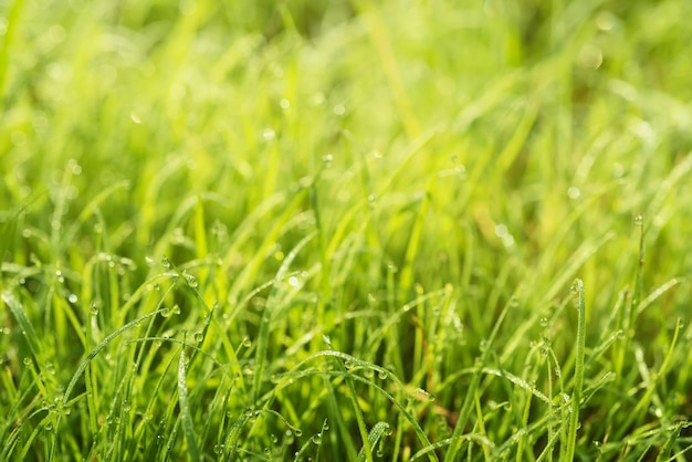 Fondo soleggiato di eco verde molle astratto naturale con erba e punti luce