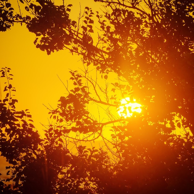 Fondo soleggiato naturale dell'annata con i rami degli alberi al tramonto d'estate