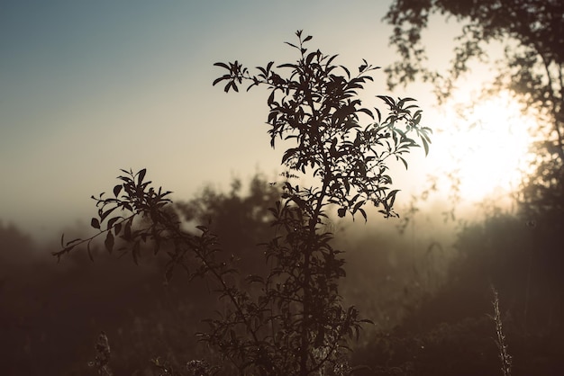 Fondo soleggiato naturale dell'annata con i rami degli alberi all'alba nebbiosa di autunno