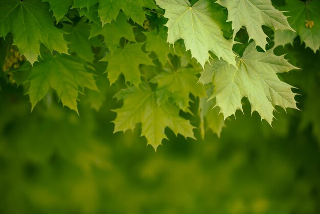 Fondo stagionale astratto della molla dalle foglie di acero verdi. Eco concetto naturale