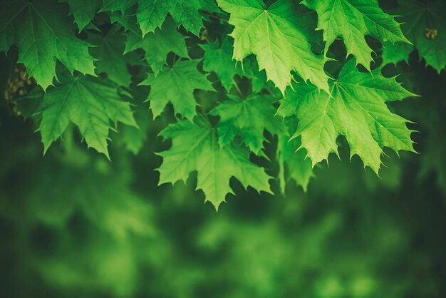 Fondo stagionale astratto della primavera dalle foglie d'acero verdi Concetto naturale di eco