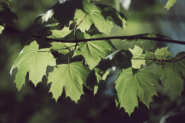 Fondo stagionale astratto della primavera dalle foglie d'acero verdi Concetto naturale di eco