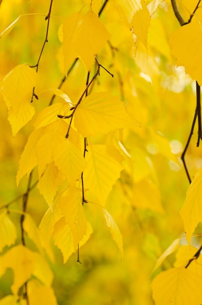 Fondo stagionale naturale del ramo di albero di autunno