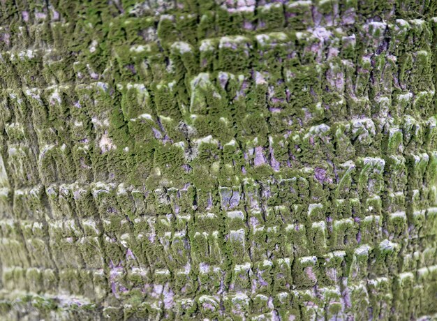 Fondo strutturato della palma di legno. concetto di natura. Posto per il testo.