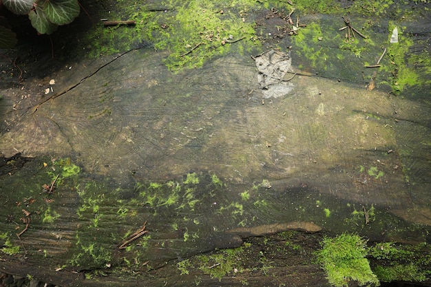 Fondo strutturato in legno con struttura di muschio verde