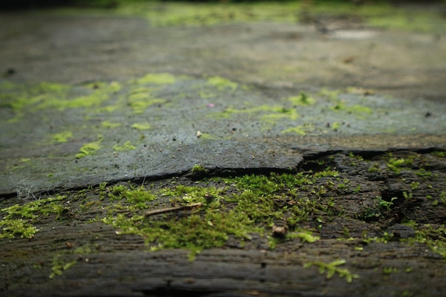 Fondo strutturato in legno con struttura di muschio verde