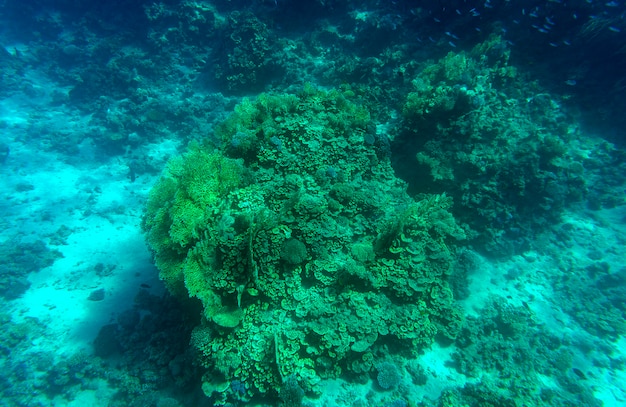 Fondo subacqueo blu profondo acquatico del fondale marino