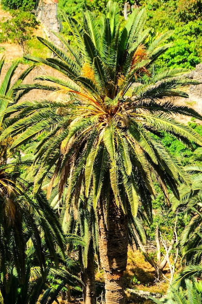 Fondo tropicale della foglia di palma verde delle Canarie in estate