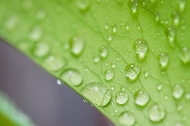 Fondo tropicale delle foglie verdi Concetto di estate