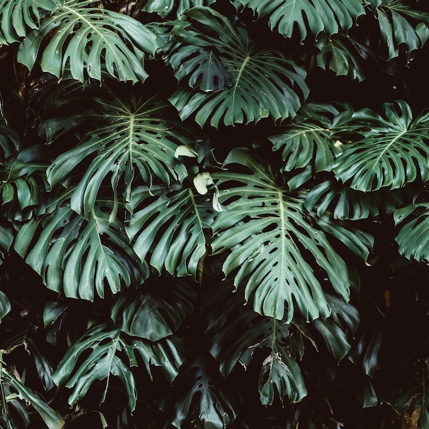 Fondo tropicale delle foglie verdi, foglia di Monstera Deliciosa sulla parete con la tonalità scura, fondo di concetto del modello della giungla, fine su. Foglie verdi della pianta del filodendro di Monstera che crescono in selvaggio.