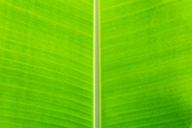Fondo tropicale di struttura del fogliame della palma della foglia verde della banana.