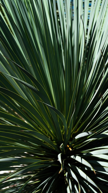 Fondo tropicale di struttura delle foglie di palma