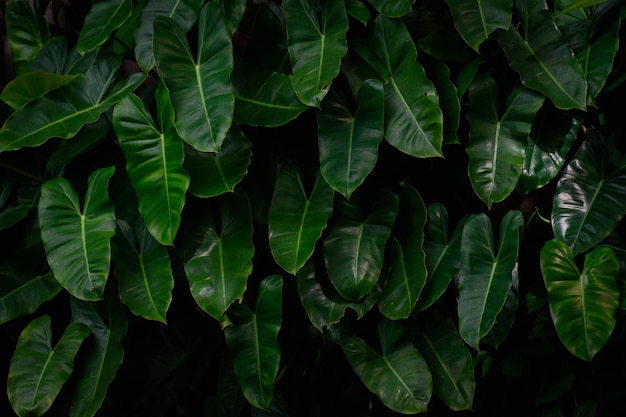 Fondo tropicale di struttura delle foglie verdi.