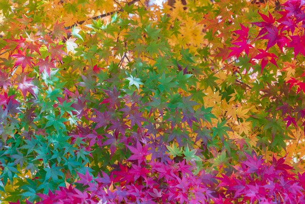 Fondo variopinto della natura delle foglie di autunno