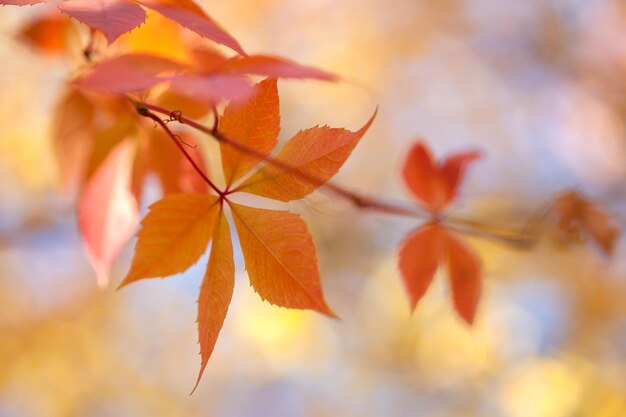 Fondo variopinto delle foglie di autunno con la caduta delle luci del bokeh