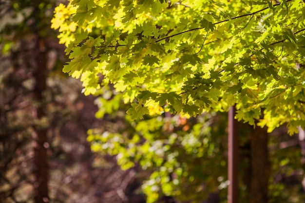 Fondo variopinto delle foglie di giallo dell'acero di autunno