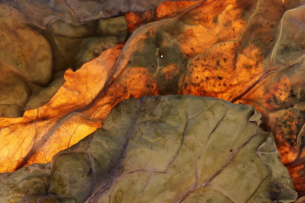 Fondo variopinto di struttura delle vene della foglia di autunno