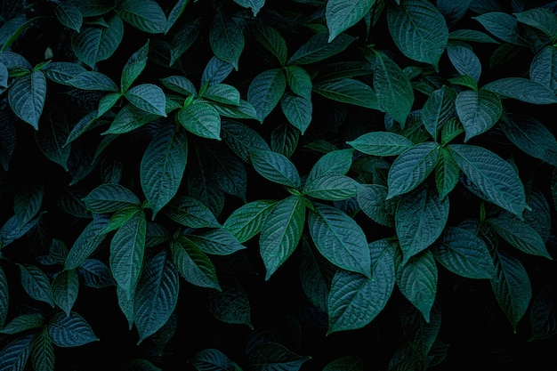 Fondo verde astratto della natura di struttura