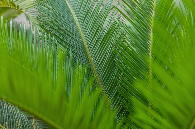 Fondo verde astratto orizzontale. Texture esotica alla moda di foglie di palma esposte alla luce solare. Immagine molto luminosa in colori naturali con geometria chiara. Copia spazio, primo piano per il tuo testo