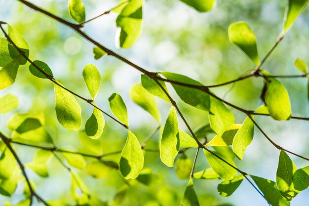 Fondo verde astratto soleggiato della natura, fuoco selettivo