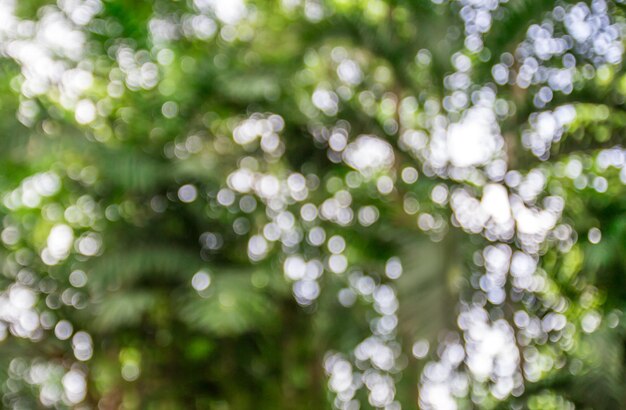 Fondo verde astratto soleggiato della natura