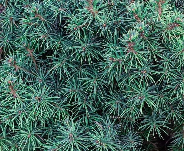 Fondo verde dell'albero del primo piano