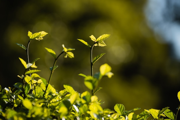 Fondo verde della foglia, concetto del fondo della natura