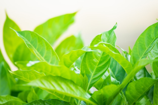 Fondo verde della foglia, concetto del fondo della natura