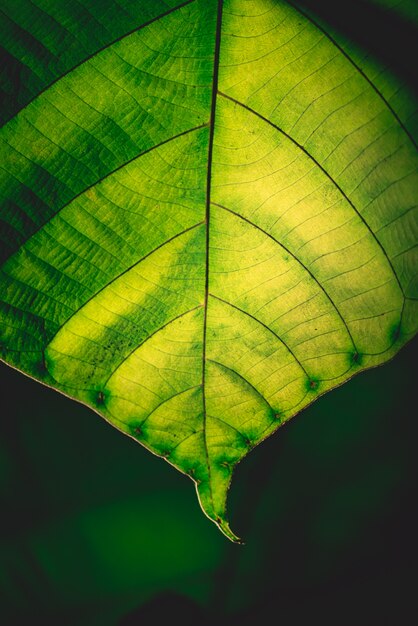 Fondo verde della foglia, concetto del fondo della natura