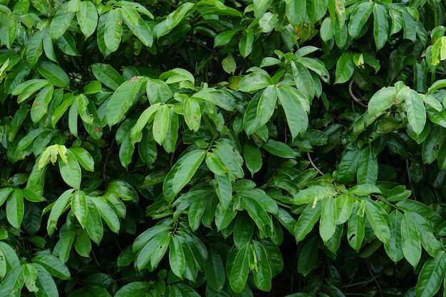 Fondo verde della foglia di concetto della giornata mondiale dell'ambiente