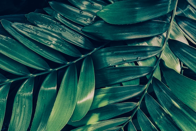 Fondo verde della natura del fogliame tropicale