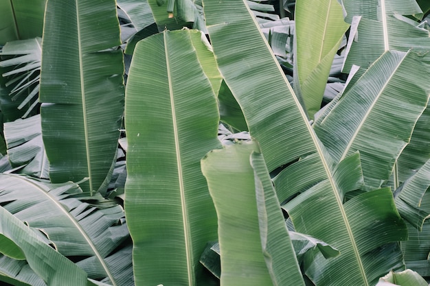 Fondo verde delle foglie di palma tropicali della banana.