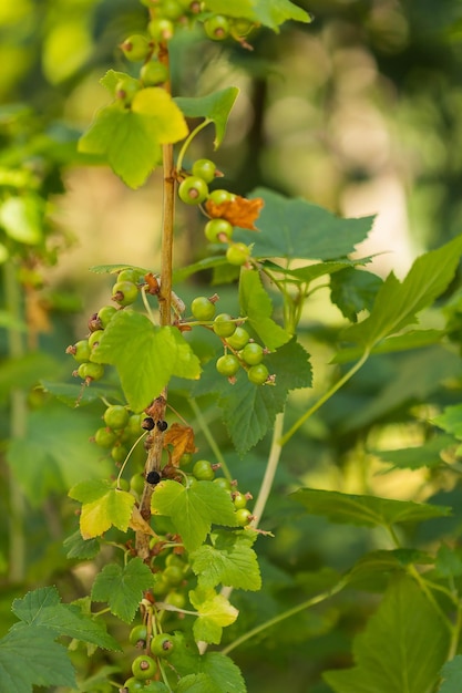 Fondo verde di estate dei frutti del ribes nero