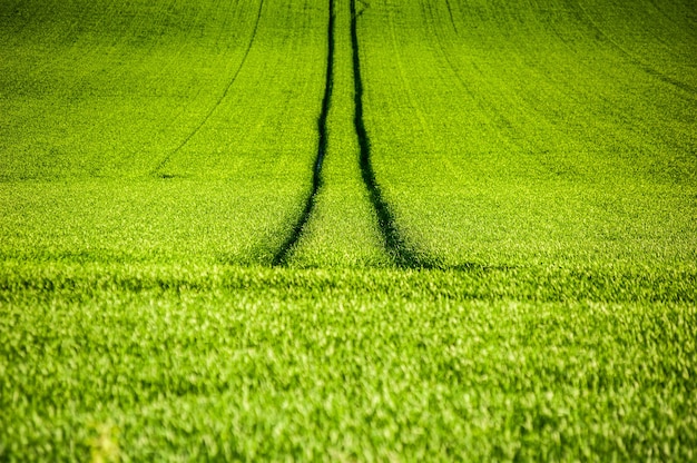 Fondo verde di estate del campo di agricoltura agriculture