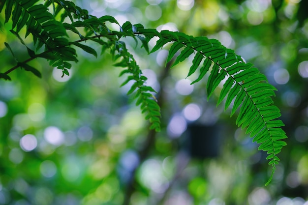 Fondo verde di natura della natura di struttura del foglio.