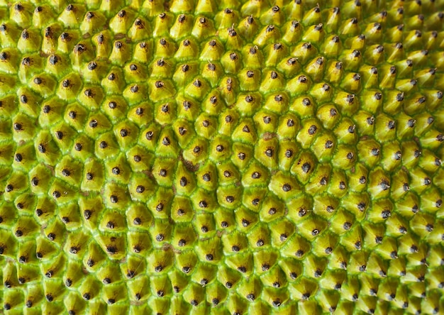 Fondo verde di struttura della giaca, primo piano