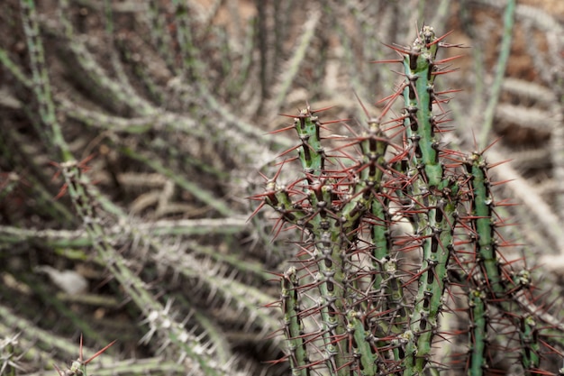 Fondo verde di struttura della pianta tropicale del cactus