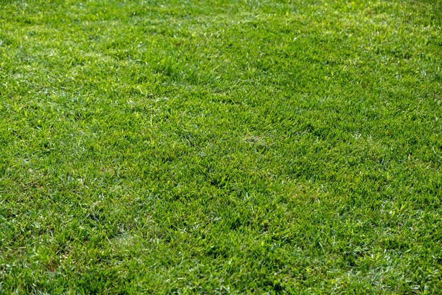 Fondo verde erba consistenza giorno di primavera soleggiato