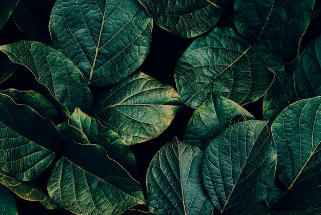 Fondo verde scuro della natura del fogliame tropicale