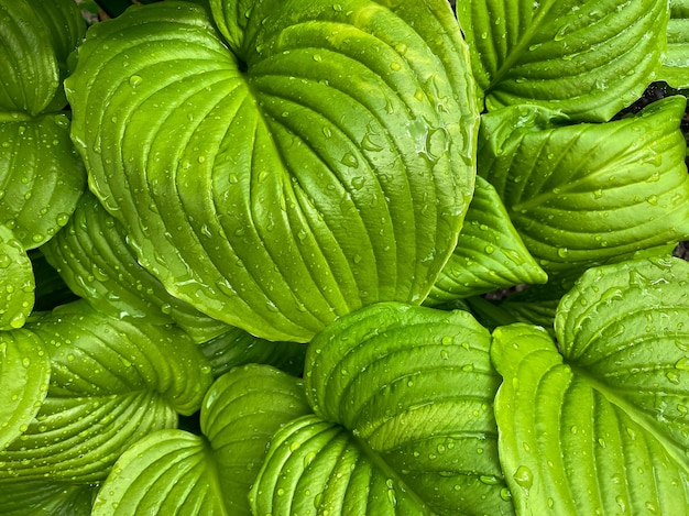 Fondo verde sotto forma di foglie di un primo piano della pianta di hosta. Sfondo naturale.