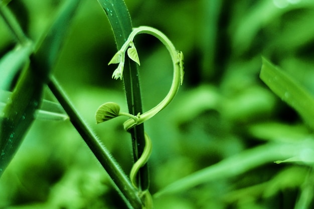 fondo verde vago della natura verde ascendente della pianta