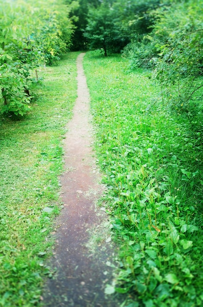 Fondo verticale del paesaggio del percorso del parco