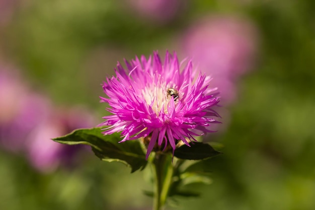 Fondo viola di estate del fiore del fiordaliso