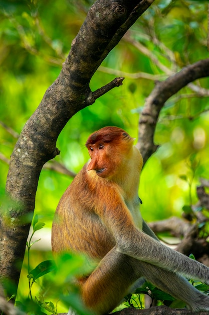 Foraggiamento, conservazione degli animali, animali, scimmia proboscide