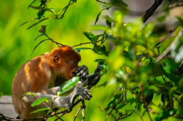 Foraggiamento, conservazione degli animali, animali, scimmia proboscide