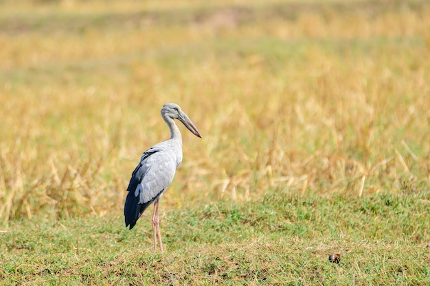 Foraggiamento di openbill asiatico in Chorakhe Mak Reservoir, Buriram, Tailandia