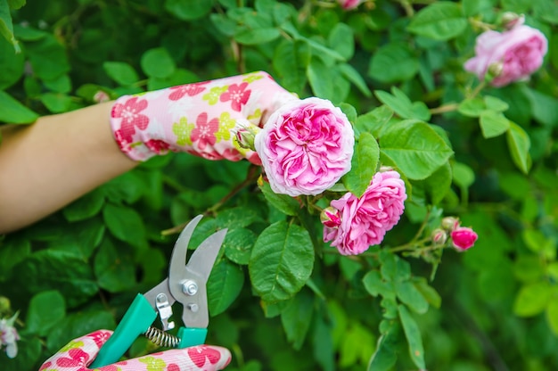 Forbici per rose da tè per potatura giardiniere.